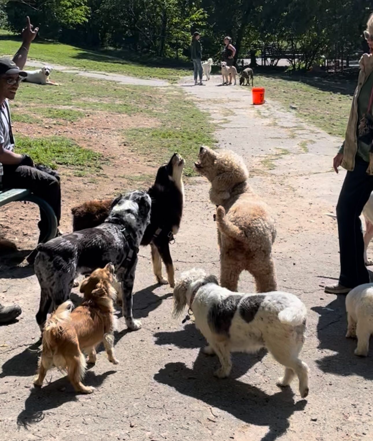 Dog Park